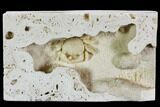 Fossil Crab (Potamon) Preserved in Travertine - Turkey #112337-3